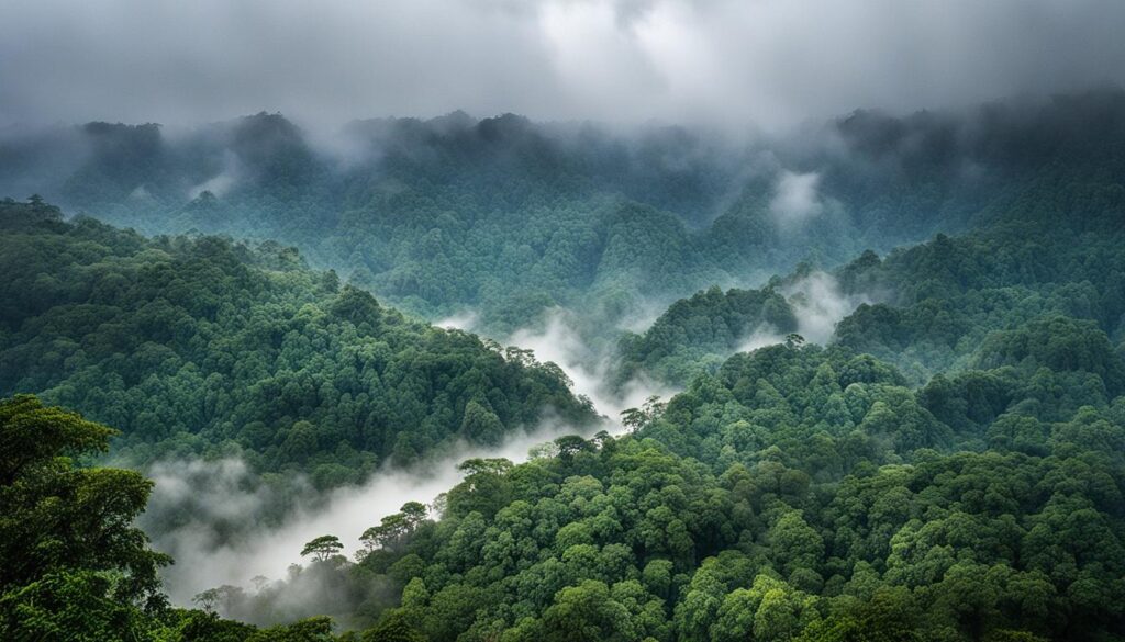 Amazon Rainforest Amazon Rainforest